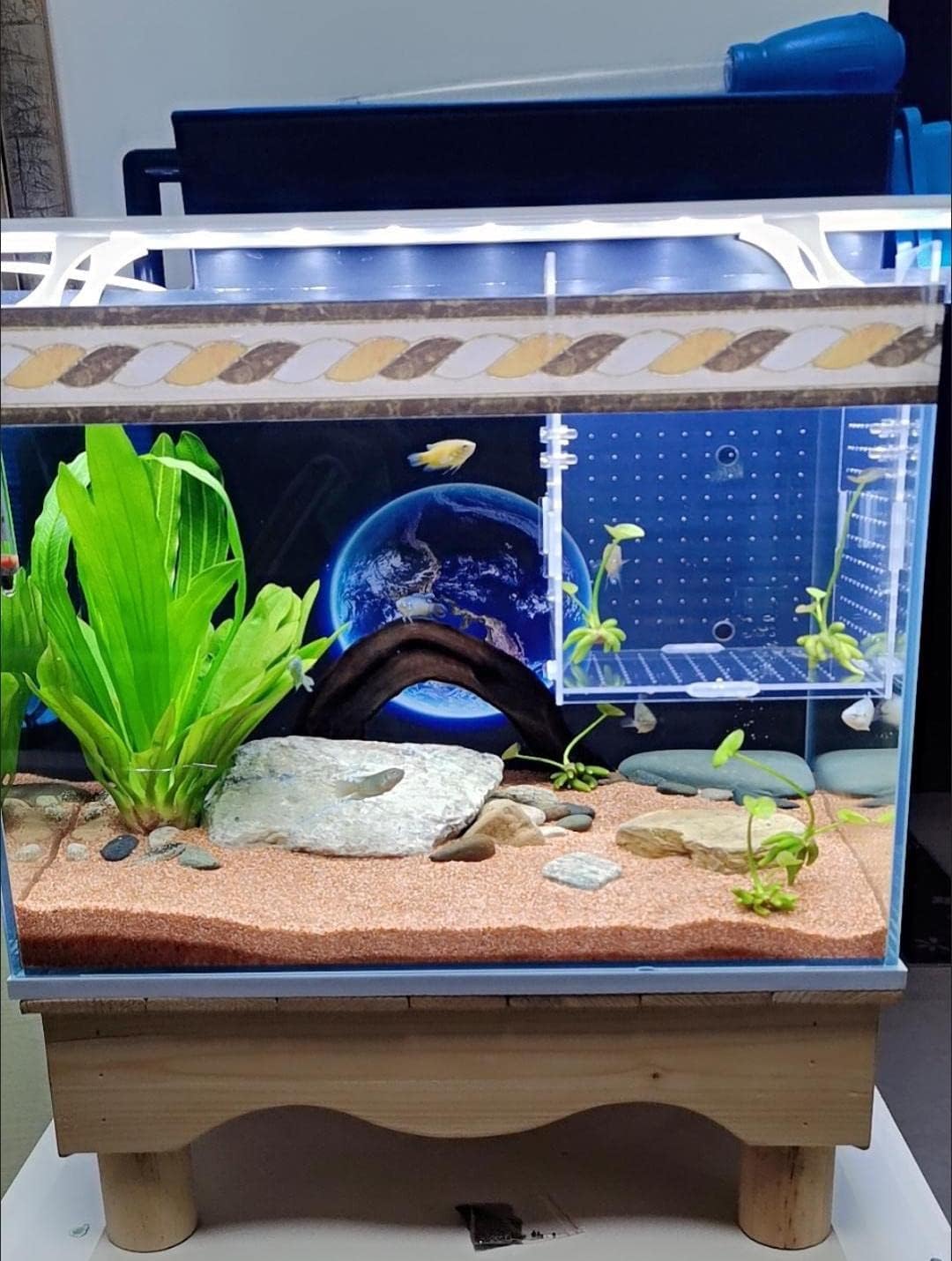 FINAQUA Acrylic Fish Breeding Box, Fish Isolation Box, Aquarium Fish D – VNEKVA AQUARIUM