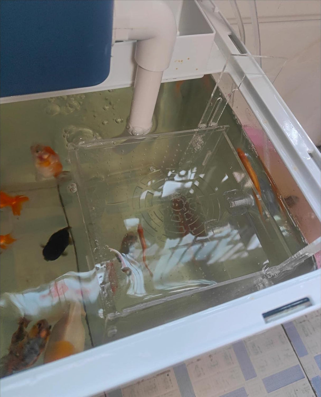FINAQUA Acrylic Fish Breeding Box, Fish Isolation Box, Aquarium Fish Divider with Suction Cups, Hatchery for Baby Fish, Shrimp, Clownfish, and Guppies (5.9 x 5.9 x 5.9 Inches)